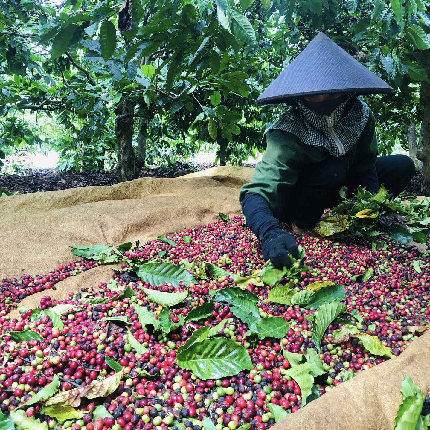 thị trường cà phê đang biến động tích cực