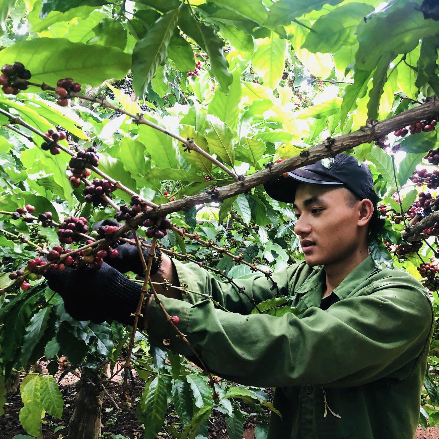 Nông dân phấn khởi vì giá cà phê tăng